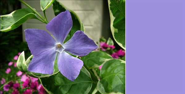 Цвет