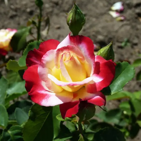 Дабл