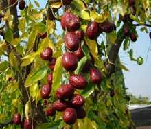 Важность правильного приема зизифуса