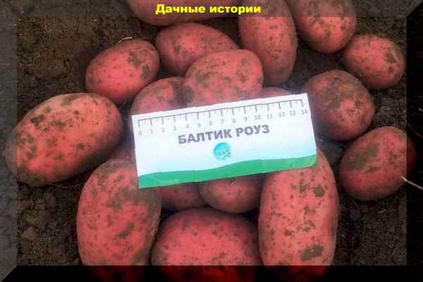 Сорт