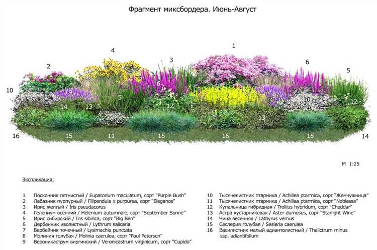 Как создать красивый миксбордер из многолетников: полезные советы и инструкции