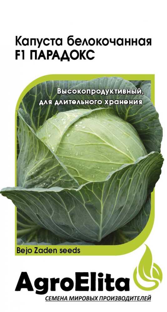 Капуста