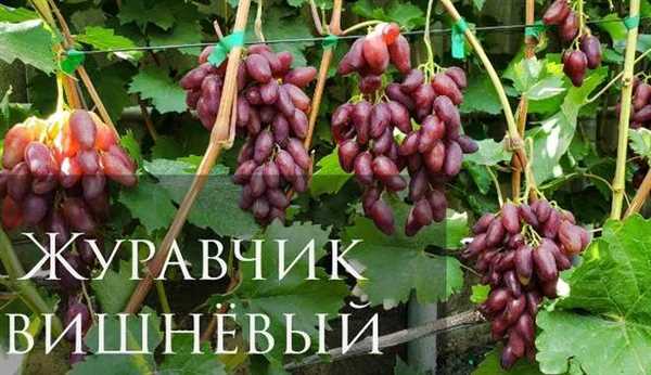 Полив